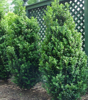 Dee Runk Boxwood