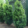 dee runk boxwood privacy hedge