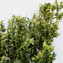 Buy Dee Runk Boxwoods Online | Garden Goods Direct