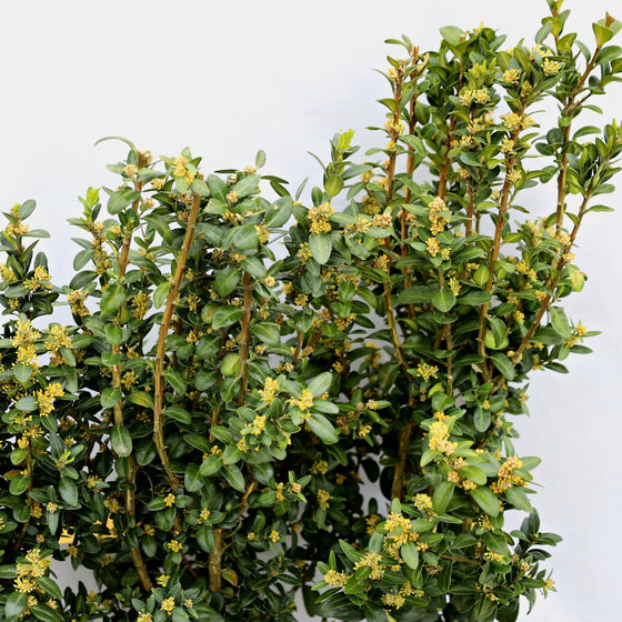 close up of evergreen Dee Runk boxwood flowering