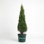 A tall, conical evergreen shrub or small tree in a dark green plastic nursery pot with the brand name 'GARDEN GOODS' printed in white, photographed against a seamless white studio background.