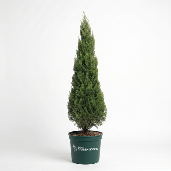 A tall, conical evergreen shrub or small tree in a dark green plastic nursery pot with the brand name 'GARDEN GOODS' printed in white, photographed against a seamless white studio background.