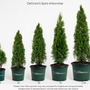 Five potted DeGroot's Spire Arborvitae plants shown in graduated sizes from 1ft to 5-6ft, arranged in ascending order by height against a white background with a height measurement scale on the left.