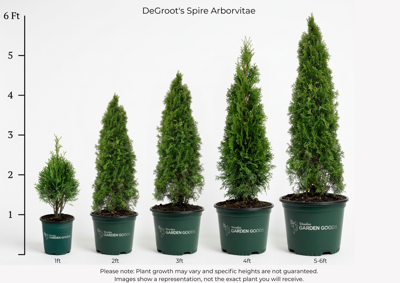 Five potted DeGroot's Spire Arborvitae plants shown in graduated sizes from 1ft to 5-6ft, arranged in ascending order by height against a white background with a height measurement scale on the left.