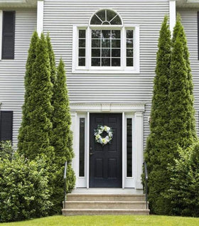 DeGroot's Spire Arborvitae