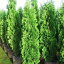 Arborvitae DeGroots Spire sold online Narrow Columnar Tree