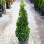 Arborvitae DeGroots Spire Privacy Hedge trees sold online