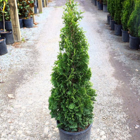 Buy DeGroots Spire Arborvitae Trees Online | Garden Goods Direct