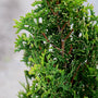 Arborvitae DeGroots Sprire Evergreen Trees for Privacy