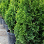 Arborvitae DeGroots Spire Rich Green Foliage