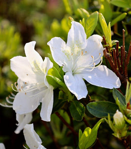 Delaware Valley White Azalea (Evergreen Azalea)