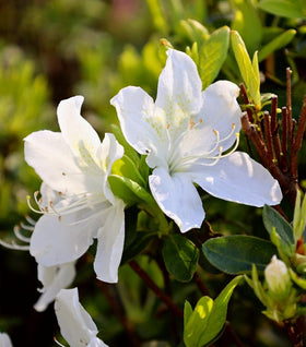 Delaware Valley White Azalea