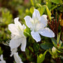 Trumpet Shaped White Blossom of Deleware Valley Azalea Shrub