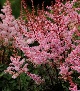 Delft Lace Astilbe