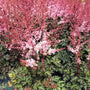 Deer resistant Delft Lace Astilbe used in a moist shaded perennial border