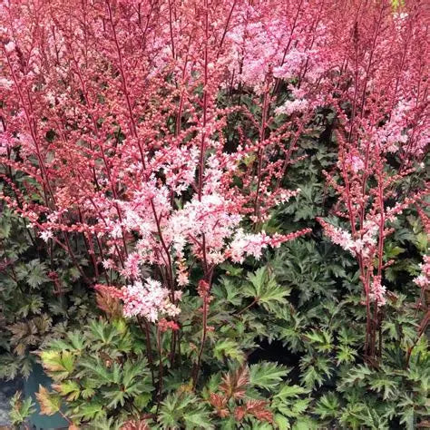 Deer resistant Delft Lace Astilbe used in a moist shaded perennial border