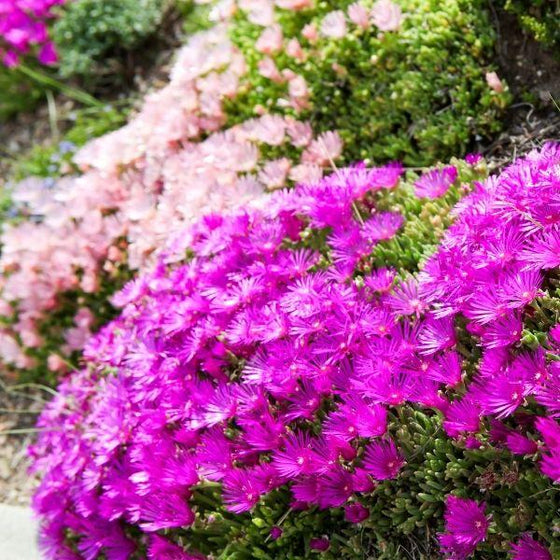 Coopers Hardy Ice Plant planted en masse