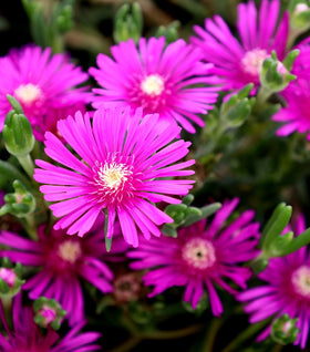 Delosperma Cooperi