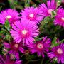 Delosperma Cooperi has waxy purple pink flowers