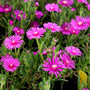 close up of the beautiful bright pink flowers of the Delosperma Cooperi