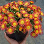 The Delosperma Fire Wonder planted in a container