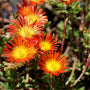 Fire Witch Hardy Ice Plant has bright punchy blooms