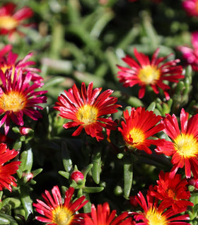 Delosperma Fire Wonder