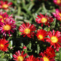 vibrant red hues on firewonder delosperma plant