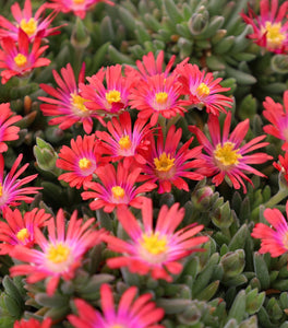 Delosperma Jewel of the Desert Garnet