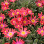 clusters of vibrant pink coral blooms on delosperma jewel of the desert garnet plant