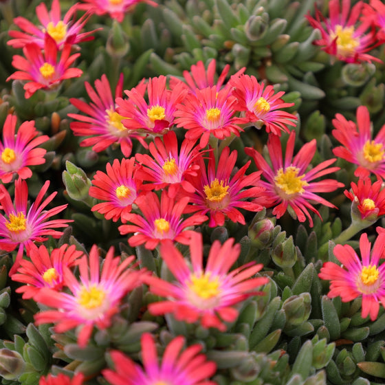 red flowering succulent ground cover Delosperma Jewel of the Desert Garnet Ice Plant