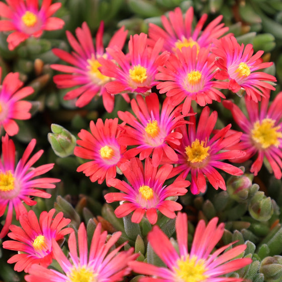 close up view of vibrant hot pink blooms and yellow centers on jewel of the desert garnet delosperma