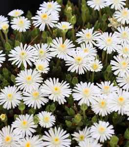 Delosperma Jewel of the Desert Moonstone