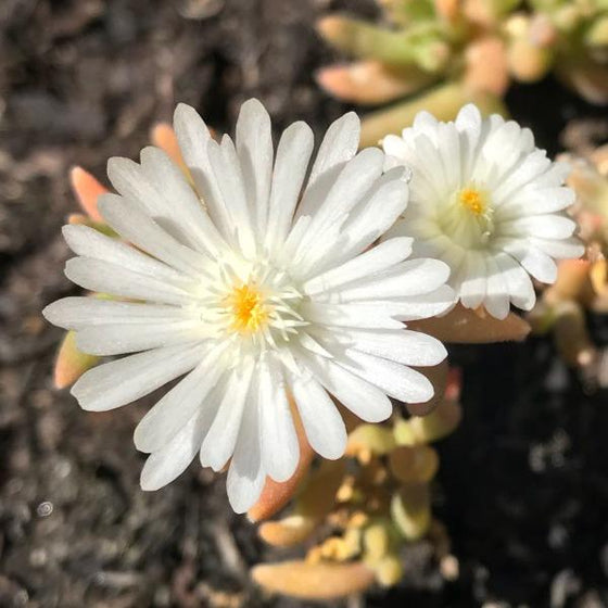 pure white flower of the delosperma jewel of the desert moonstone
