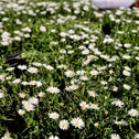 white delosperma sun perennial