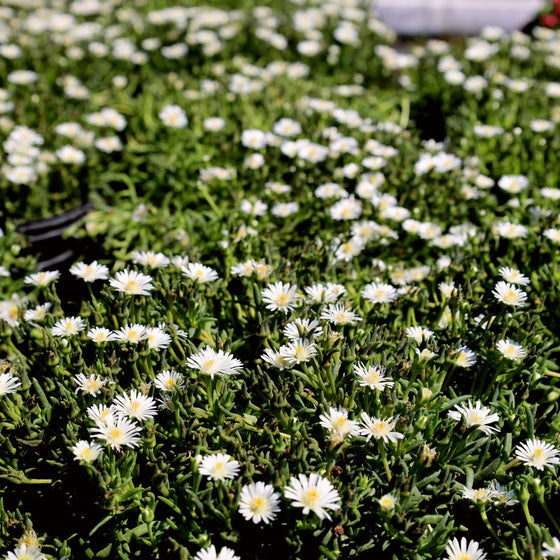 white delosperma sun perennial