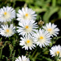 drought tolerant garden delosperma