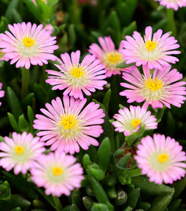 Delosperma Jewel of the Desert Rose