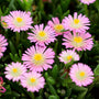 pink drought tolerant perennial