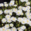mass of bright white blooms on jewel of the desert moonstone delosperma