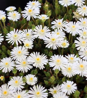 Delosperma Jewel of the Desert Moonstone