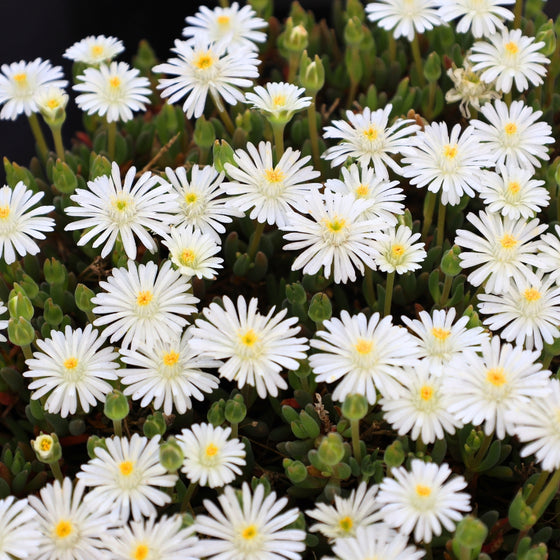 mass of bright white blooms on jewel of the desert moonstone delosperma