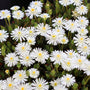 mass of bright white blooms on jewel of the desert moonstone delosperma