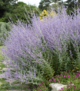 Denim 'n Lace Russian Sage
