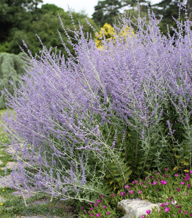 Denim 'n Lace Russian Sage