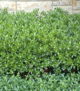 Densa Inkberry Holly