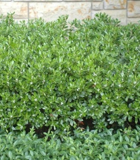 Densa Inkberry Holly