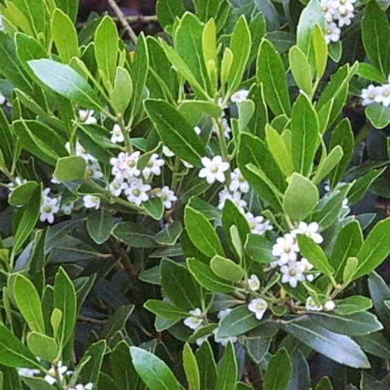 White Flowers of Densa Inkberry Holly