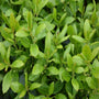Bright green spring leaves of Densa Inkberry Holly