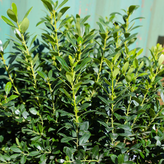 close up shot of shiny evergreen foliage on densa inkberry holly